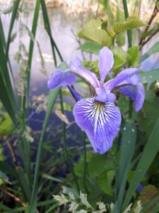 iris wilkinson