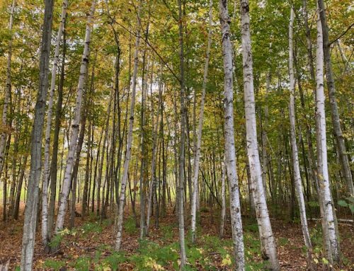 Northumberland Land Trust dedicated to preserving natural areas across county