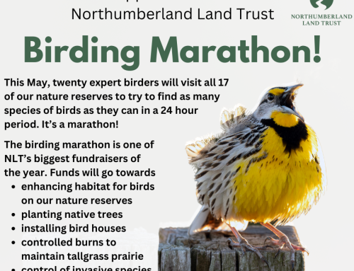 Support the NLT Birding Marathon this May