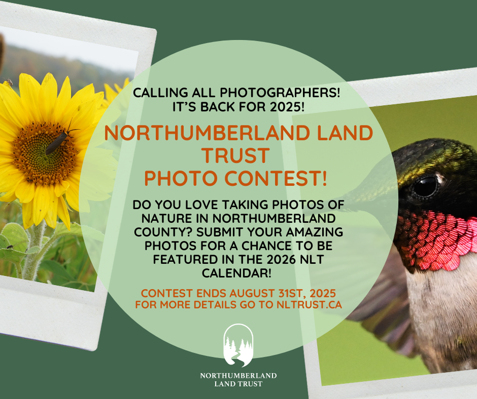 Photo contest