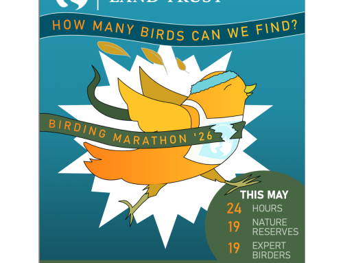Support NLT’s 2026 Birding Marathon and help conserve wildlife habitat in Northumberland