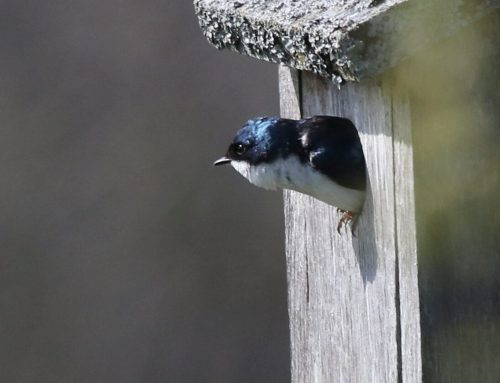Follow along! Birding Marathon updates here