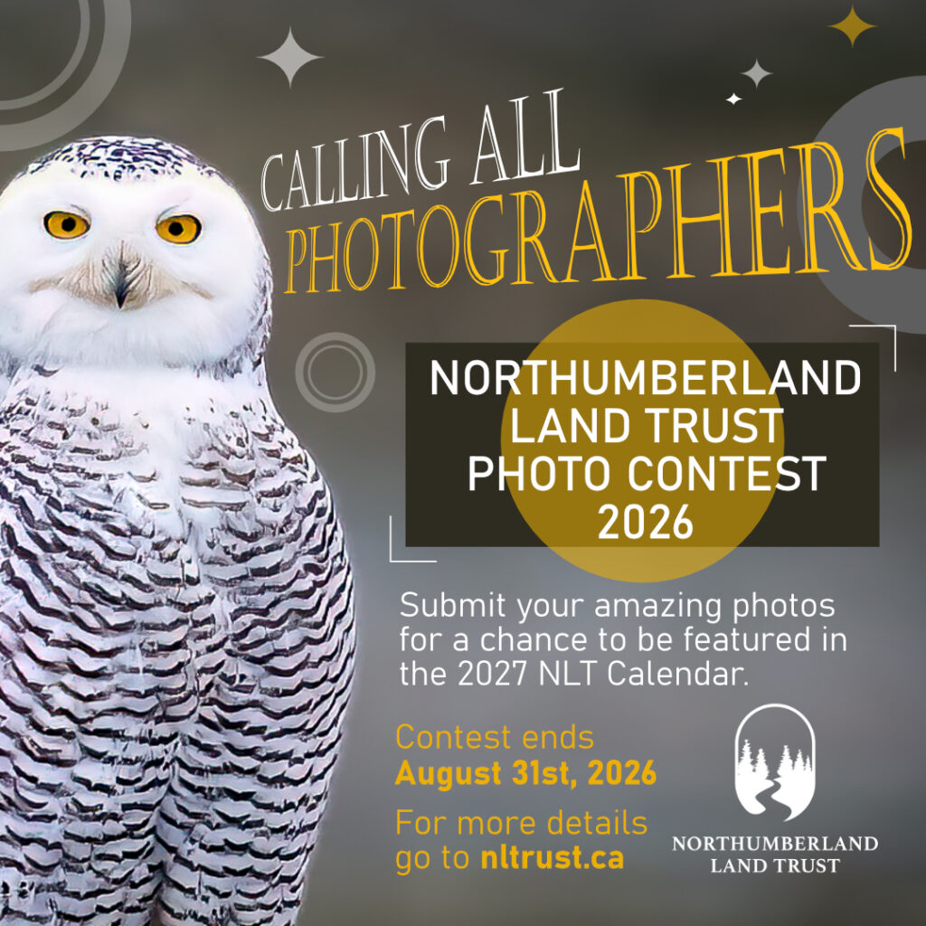 NLT_PhotoContest-2