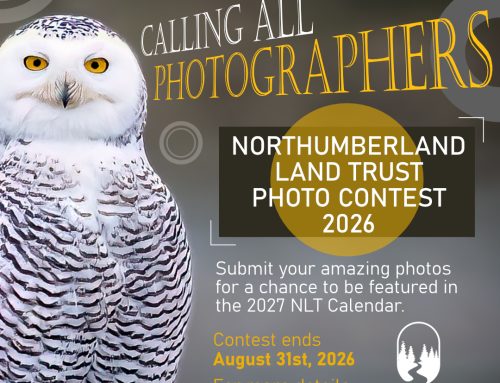 Photo contest 2026
